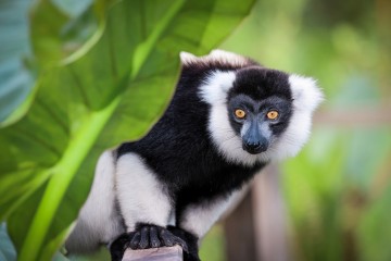 East Madagascar: From Rainforest to Reef