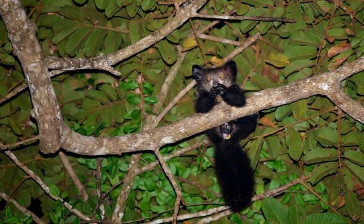 East Madagascar very rare Aye Ay
