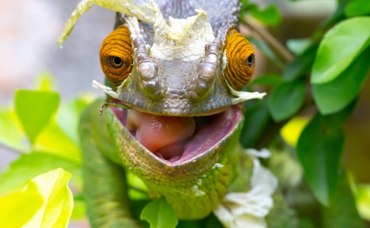 East MadagascarCameleon