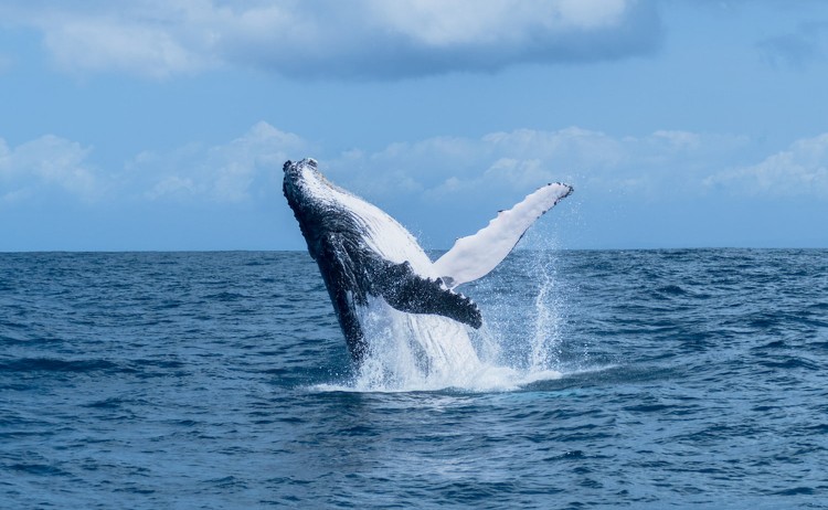 From Rainforest to Reef Humpaback whale in Sainte Marie Island Madagascar