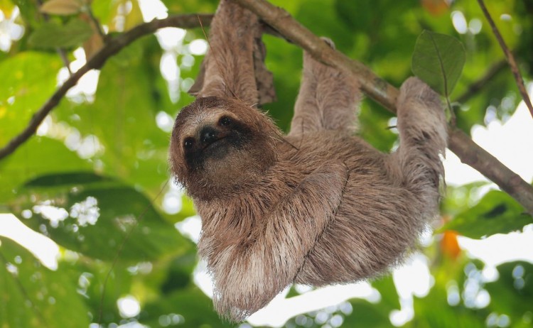 Eco park Sloth in Amazon