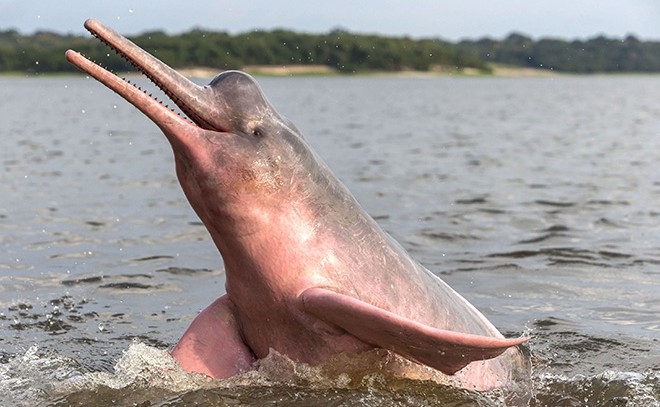 amazon pink dolphin 