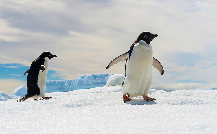 Penguins Antarctica Ponant