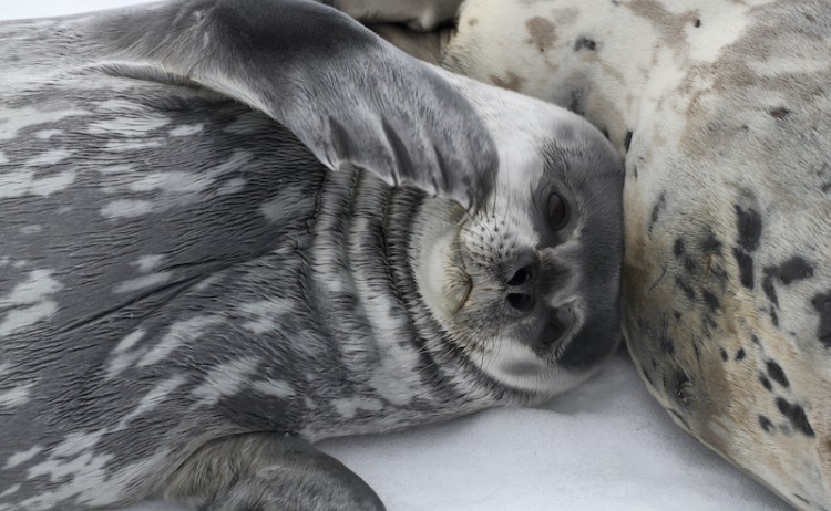 Cute Seal Antarctica