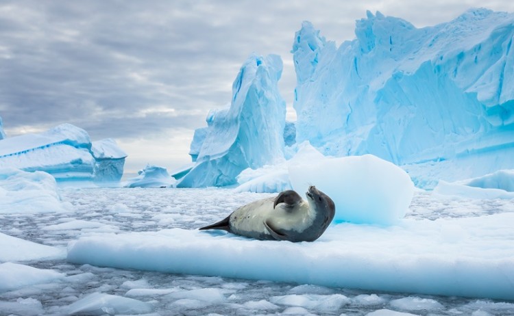 Seal Antarctica!