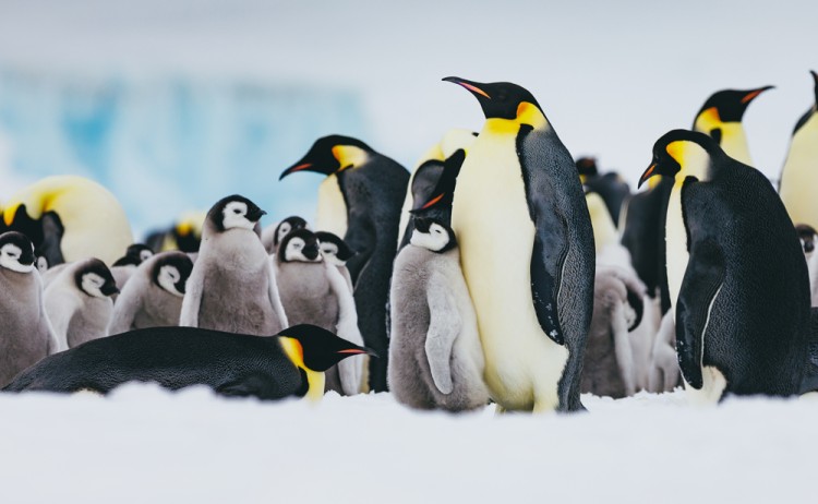 Quark Expeditions Emperor Penguin Quest Snow Hill Credit David Merron 14