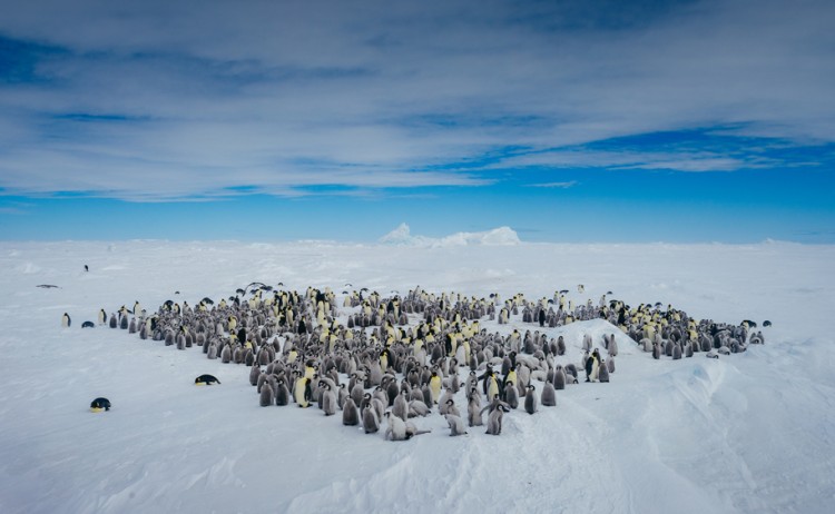 Quark Expeditions Emperor Penguin Quest Snow Hill Credit David Merron 5