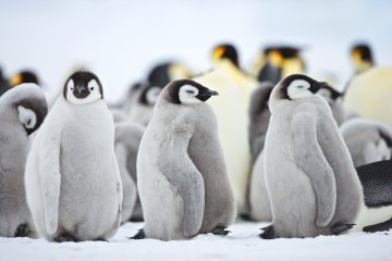 Emperor Penguins, including Helicopters