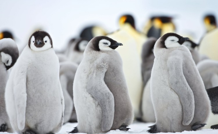 Baby King Penguins