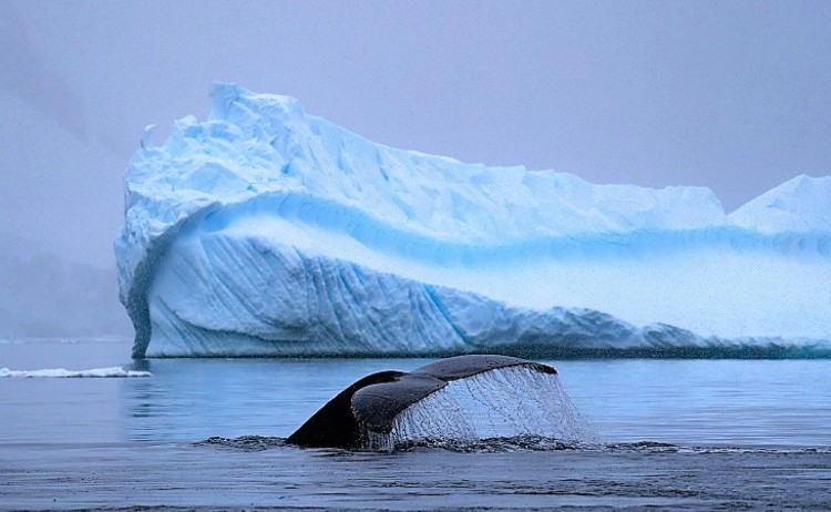 Whale in Antarctica v2