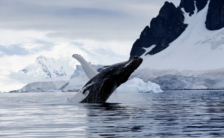 Antarctica Emperor Penguins humpbackWhale Antarctique