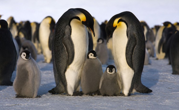 The Emperor penguin colony of penguinsWeddell sea