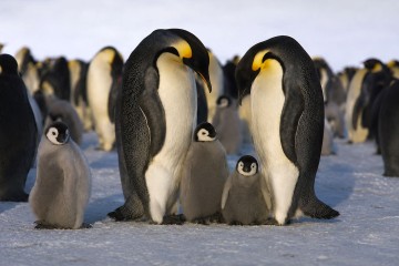 Emperor Penguins of the Weddell Sea