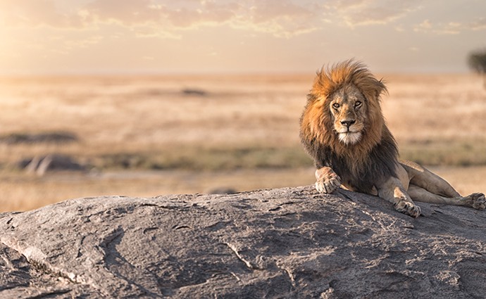 shutterstock 731964802 800