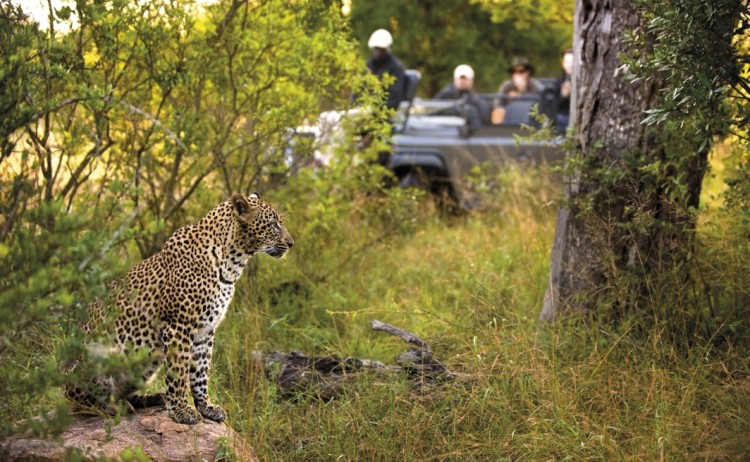Lion Sands Safari Drive