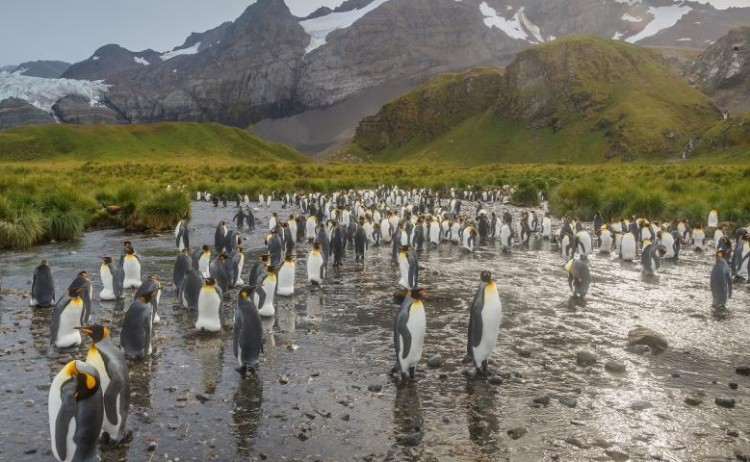 king penguins quark South Georgia