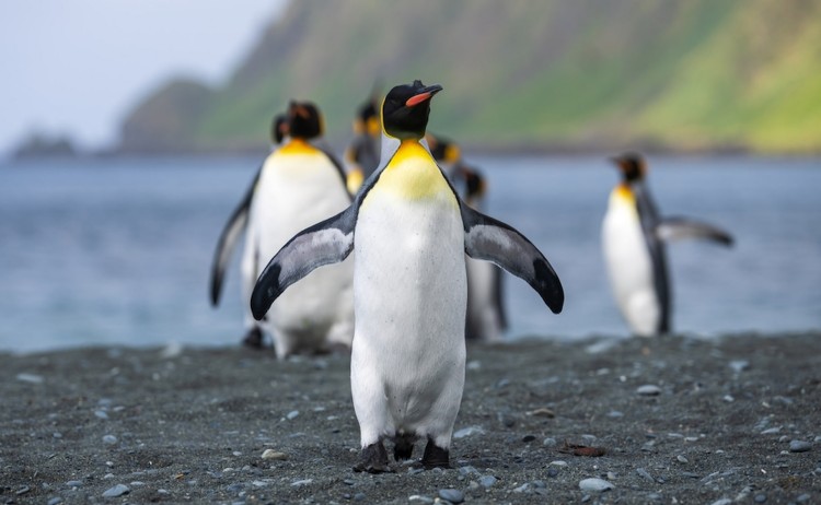 Penguin of Macquarie Island