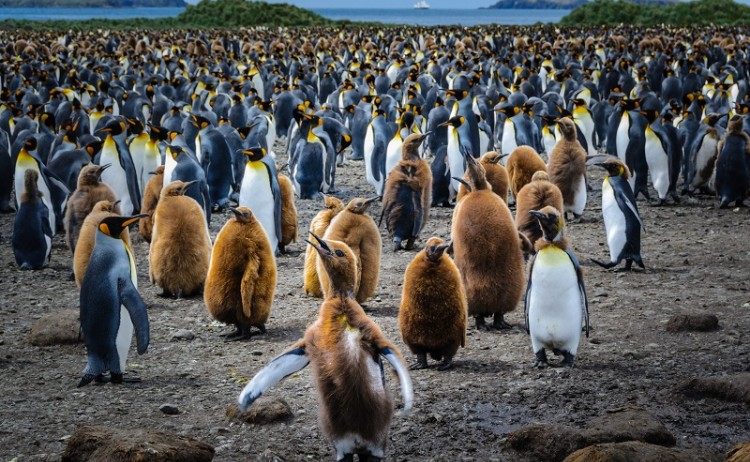 Cute yang king penguin and colony of penguins, Antarctic landscape, sunny day, South Georgia