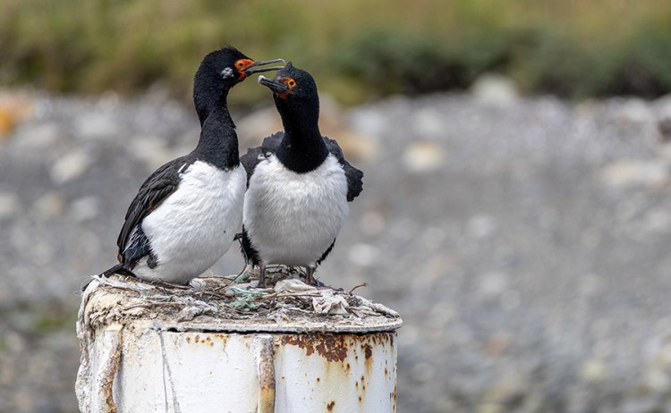 cabo de hornos birds