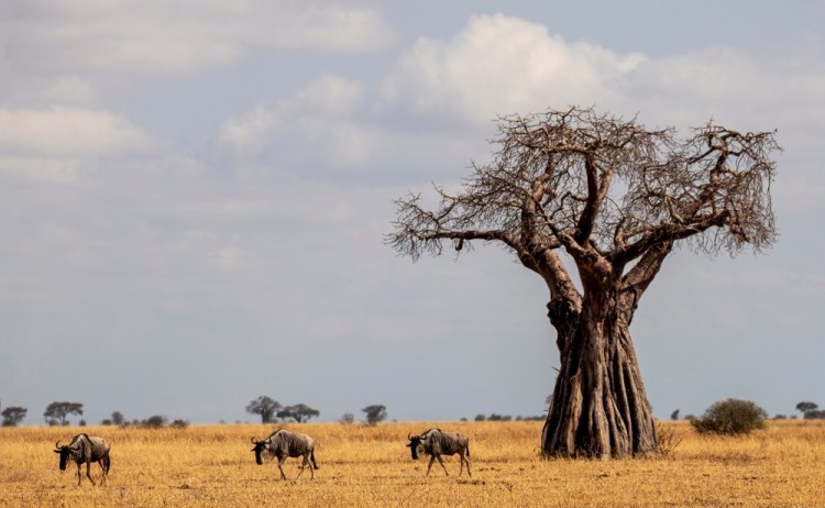 African Baobab tree Tarangire National Park Tanzania shutterstock 2242617881