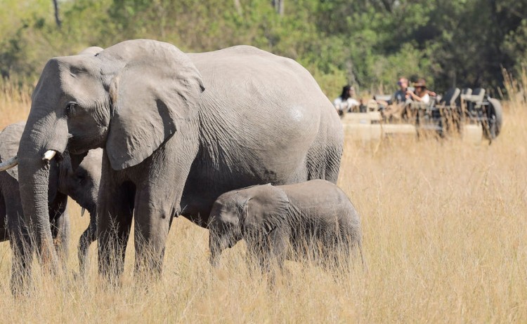 Essential Botswana group of Elephants in Shinde