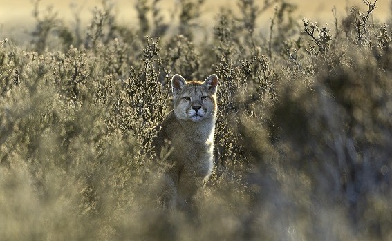 PIA 3373 puma mufasa