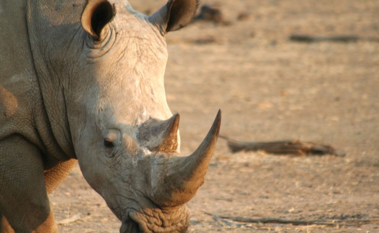 Etosha National Park adventure close up of African Rhino