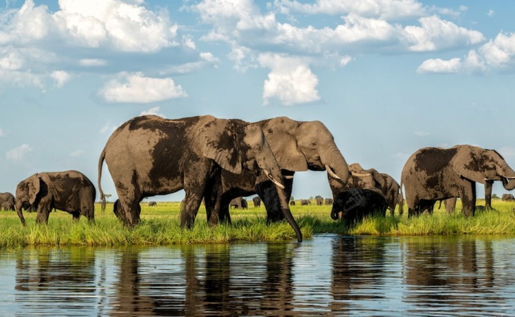 Etosha adventure group of Elephants