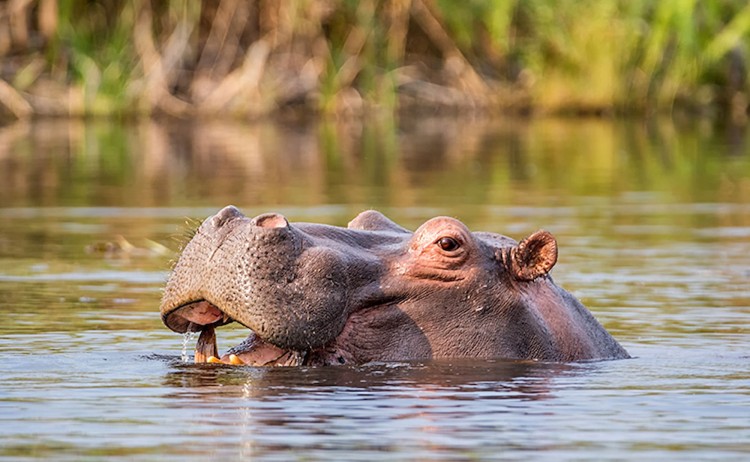 Etosha adventure hippo in a river