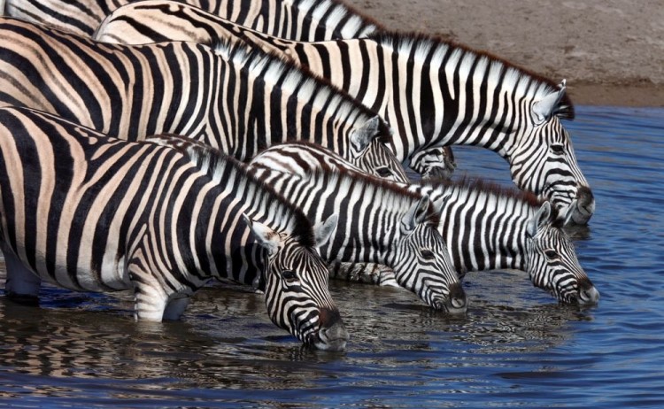 Flying Namibia group of Zebras drinking in Etosha National Park