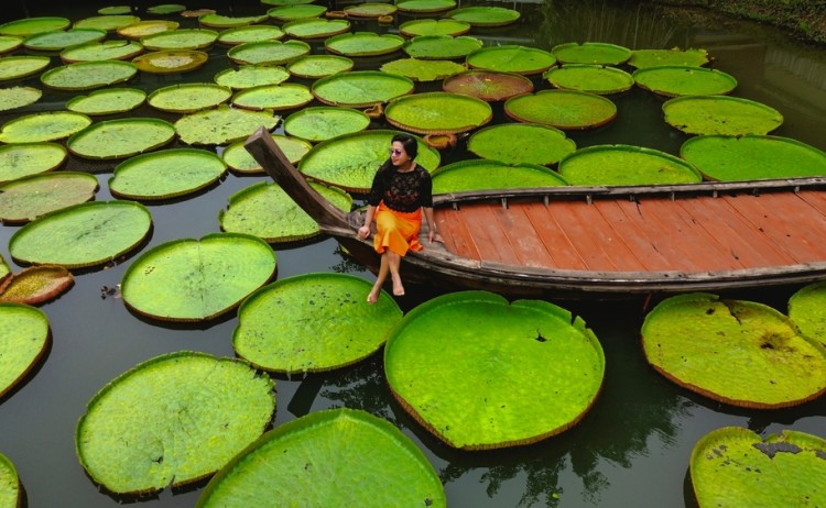 Girl on Boat surrounded by Victoria Amazonica