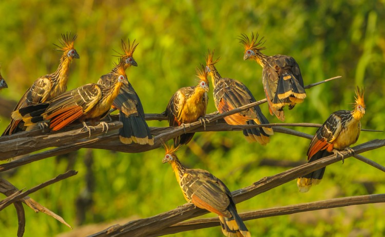 Group of hoatzins, endemic bird of the Amazon