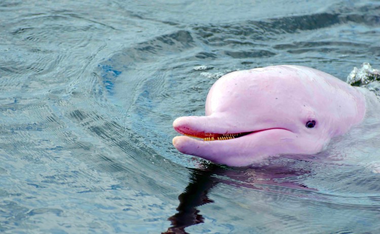 Pink river dolphin in Amazon