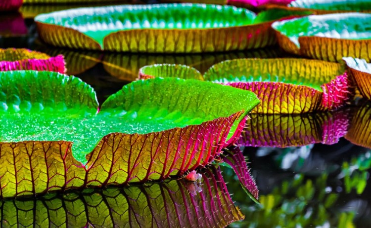 Victoria Amazonica Also Known as Victoria Regia a Species of Flowering Plant.