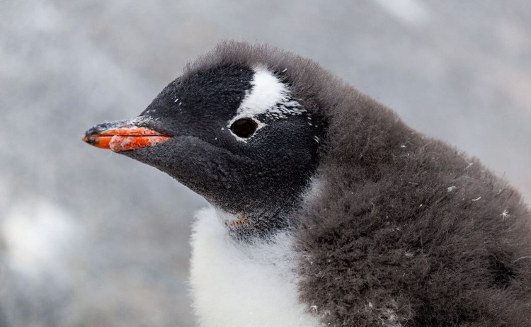 Expedition Antarctica A penguin chick observing its surroundings