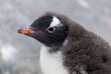 Expedition Antarctica from Cape to Cape