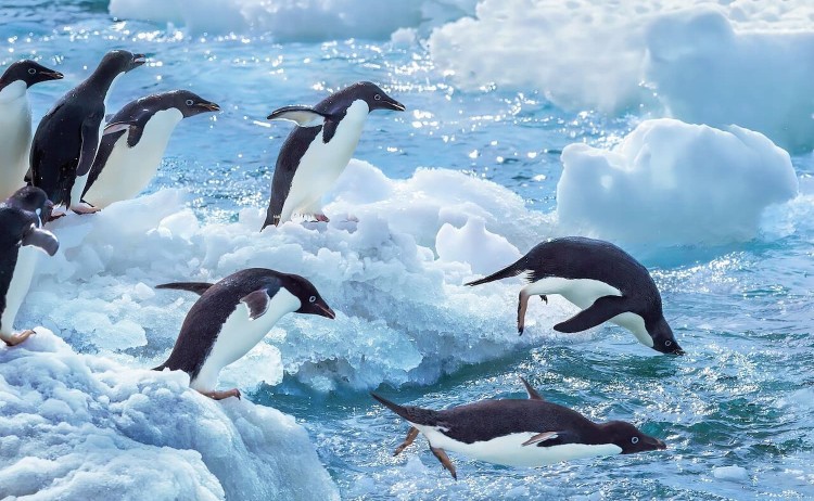 Expedition Antarctica penguins preparing for a deep dive