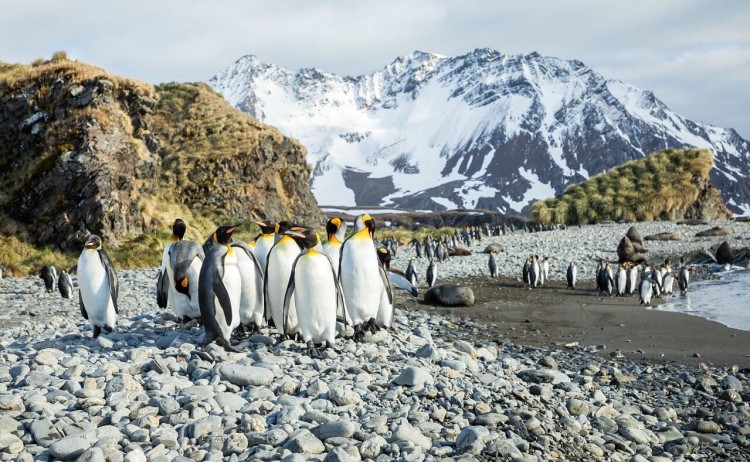 Expedition Antarctica. King penguins in South Georgia