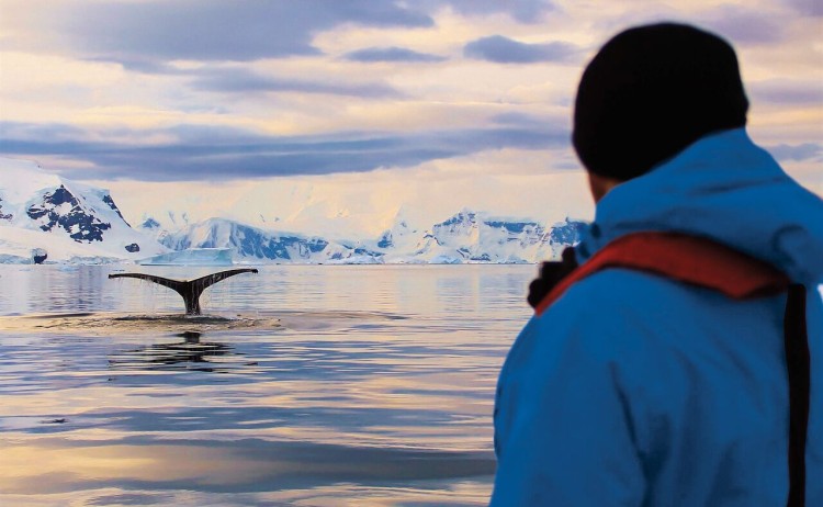 antarctica whale watching48112 HL
