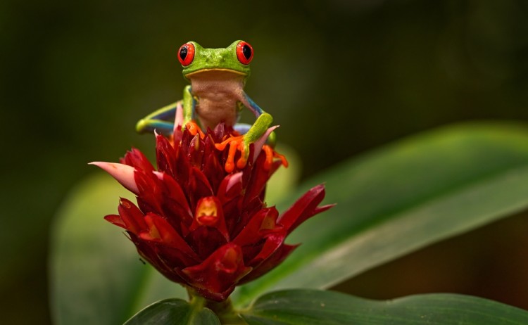 Red-eyed Tree Frog in Panama
