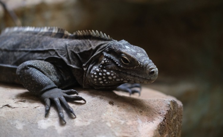 Rock Iguana in Iguana Island 