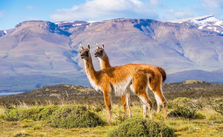 Guanaco in Chile