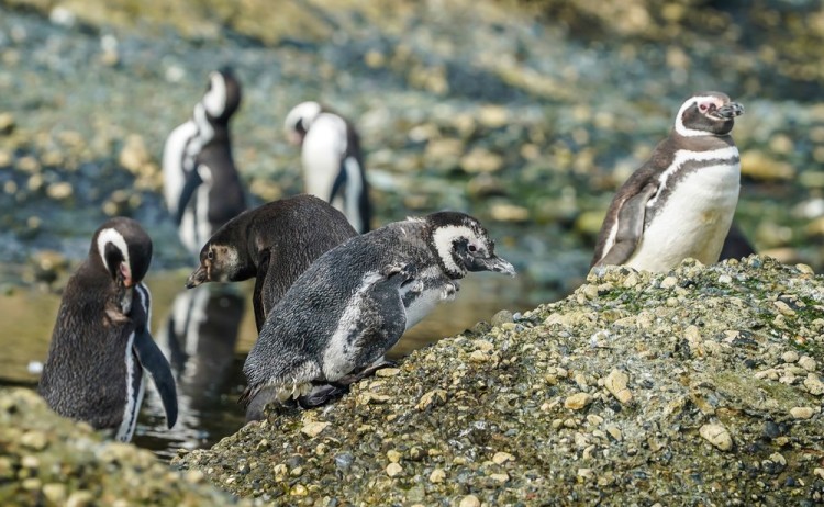 Magellanic Penguins at Tuckers Islets, Chilean Patagonia