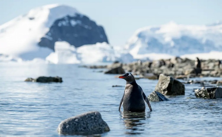 Expedition to Antarctica Adelie penguin