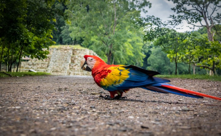 copan ruins shutterstock 486204703
