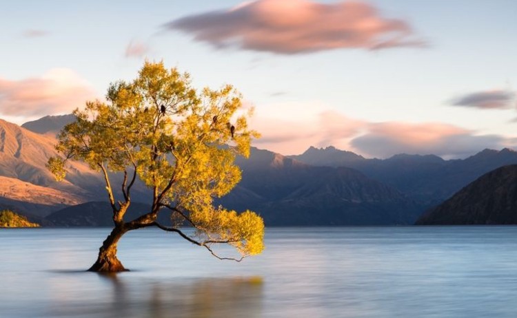 Beautiful tree inside the Lake Wanaka New Zealand v2