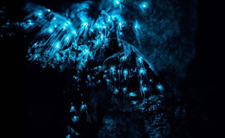 Glow worm close up 2 v2