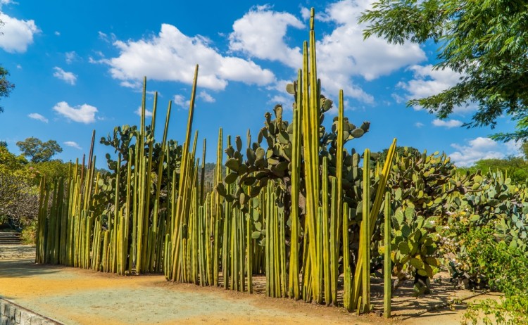 Oaxaca city cacti garden shutterstock 2083790956