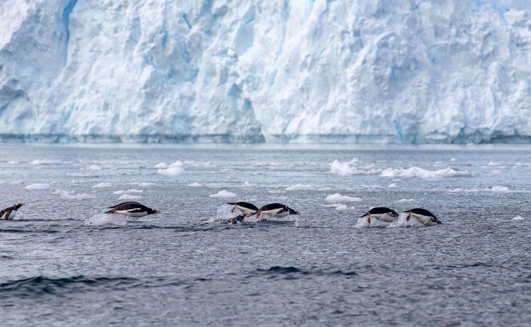 Explore Antarctic Spring group of penguins jumping while swimming at Paradise Bay