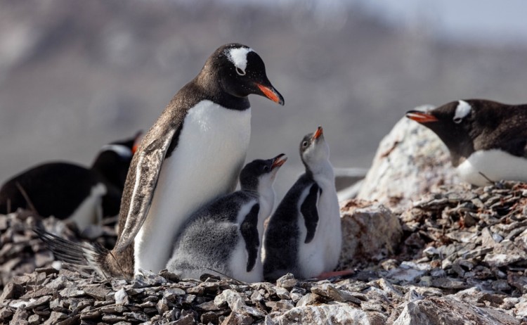Explore Antarctic Spring, mother and chick penguin